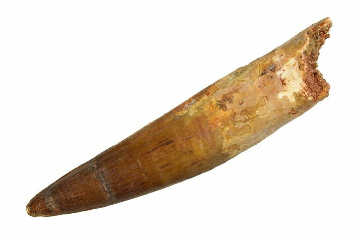 Real Fossil Spinosaurus Tooth - Beautiful Enamel #351505
